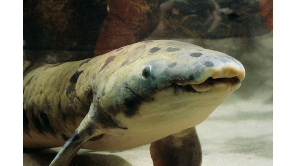 Zmarła najstarsza ryba akwariowa na świecie przeżywszy 90 lat