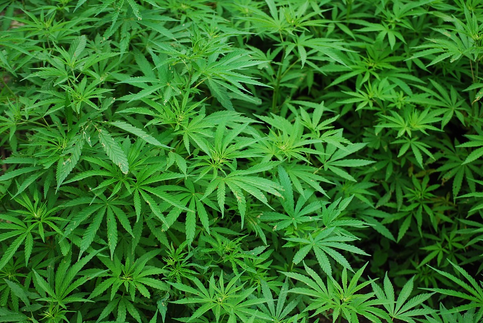 Opozycja chce legalizacji leczniczej marihuany. Projekt Kukiz ’15 może jednak być niezgodny z prawem unijnym