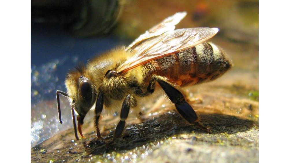 Polacy niewiele wiedzą na temat pszczół