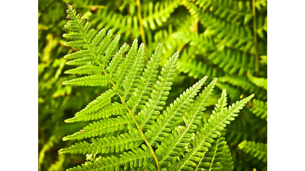 9 roślin doniczkowych, które oczyszczają powietrze
