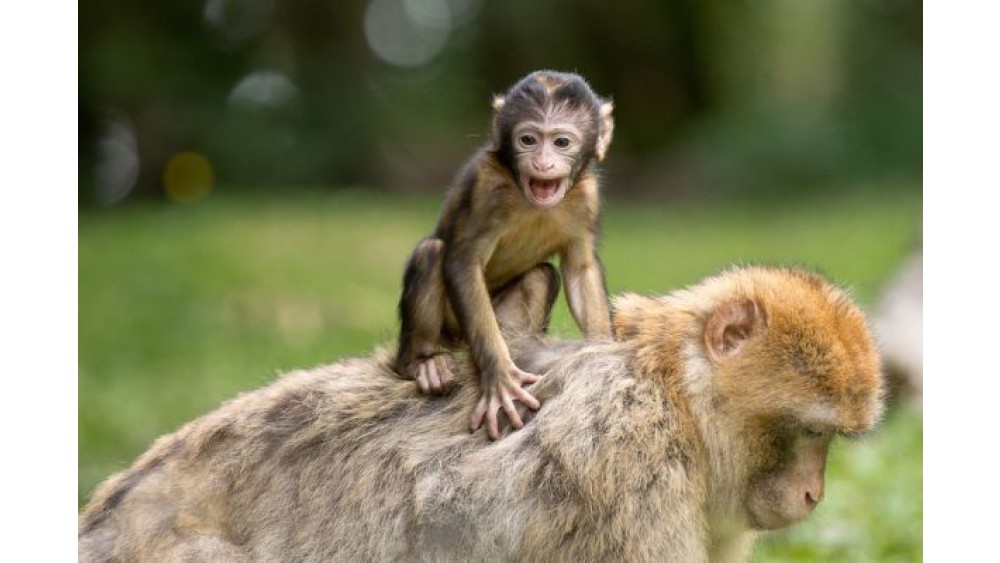 Wychowanie małpy