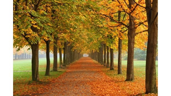 Ze śpiewnika na jesień.