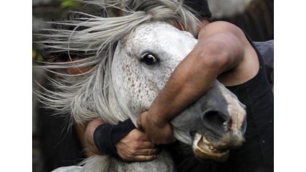 W Szwajcarii wzrasta ilość uprawiających "miłość" z koniem