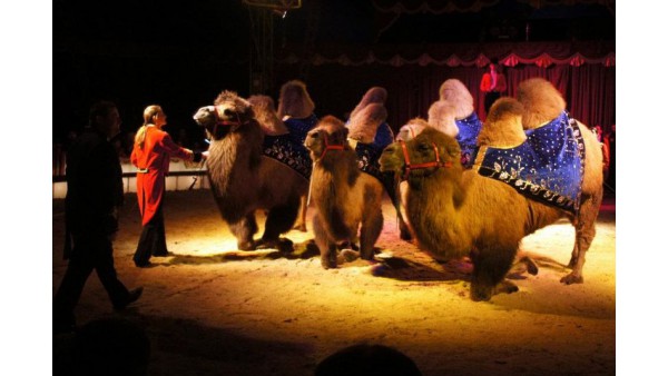 Lewacki cyrk z cyrkiem