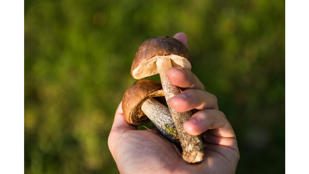 Korzyści zdrowotne z jedzenia grzybów