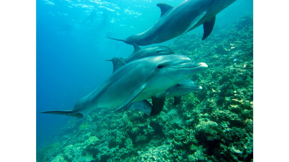Badanie genomu delfina może pomóc ludziom