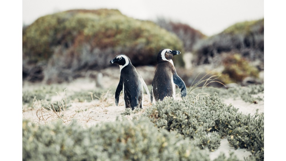Ciekawostki o pingwinach