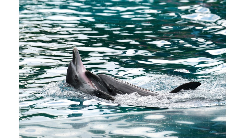 Delfiny ciekawostki - nieznane fakty