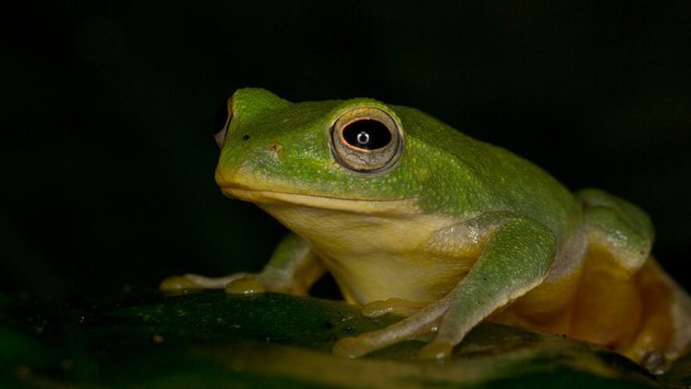 Żaba po Gorzowsku, czyli jedzenie politycznej żaby
