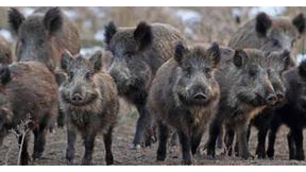 Dzikie świnie skuteczne przeciw ISIS. Zabiły 3 terrorystów.