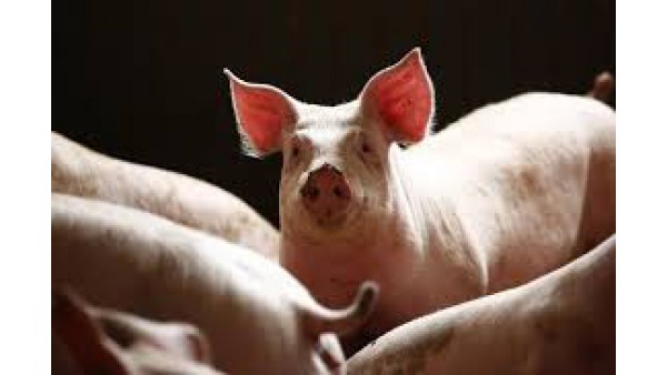 Afrykańska świńska grypa robi furorę w Polsce.